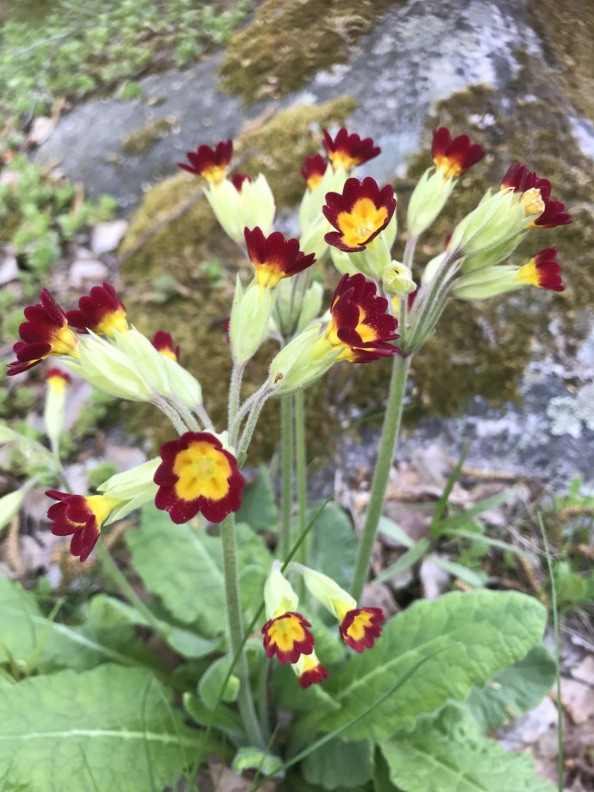 643FFF74-5758-4107-AE55-D91862CEE692